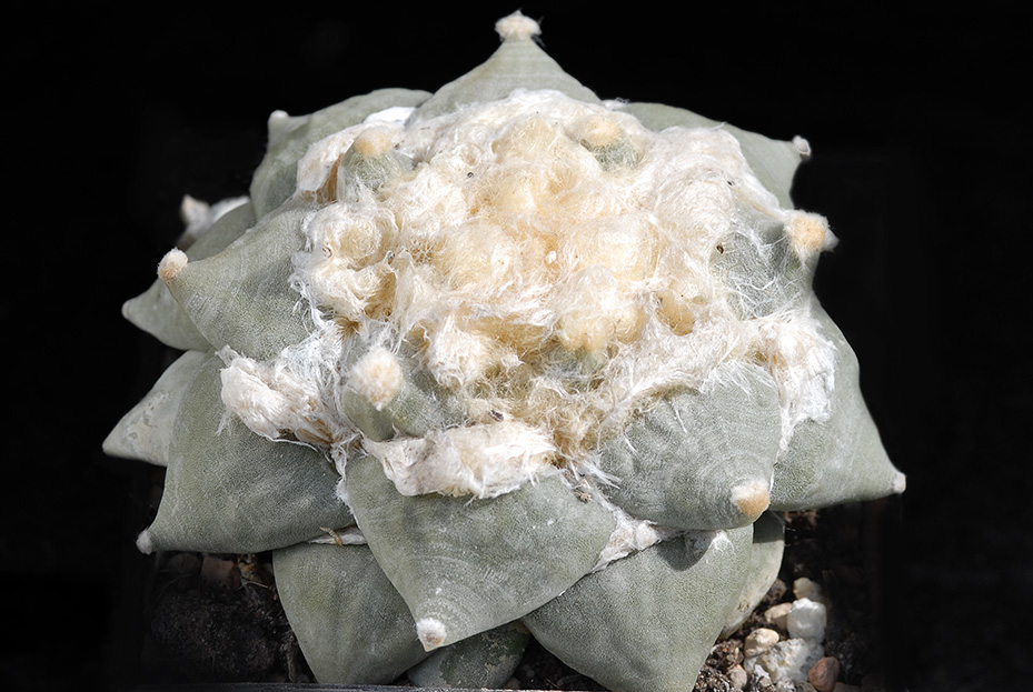 Ariocarpus retusus furfuraceus d. 11 80.00 €.jpg